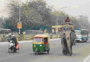 scooter rickshaw and elephant sharing road