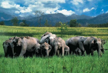 Elephants Corbett National Park
